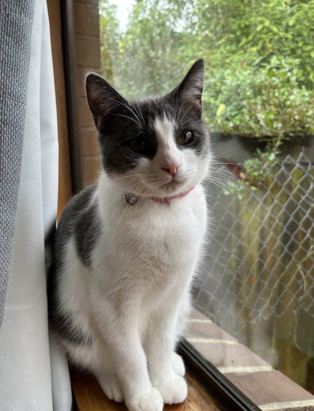 Loving cats looking for a loving owner!!! Carousel 6