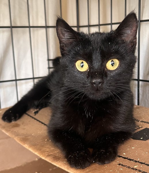 Freya Pure Black Female Desexed Kitten Carousel 1