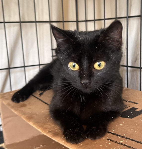 Freya Pure Black Female Desexed Kitten Carousel 2