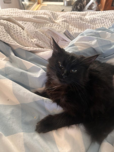 Ebony Fluffy Pure Black Female desexed Kitte Carousel 2