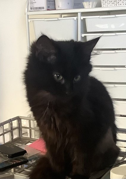 Ebony Fluffy Pure Black Female desexed Kitte Carousel 1