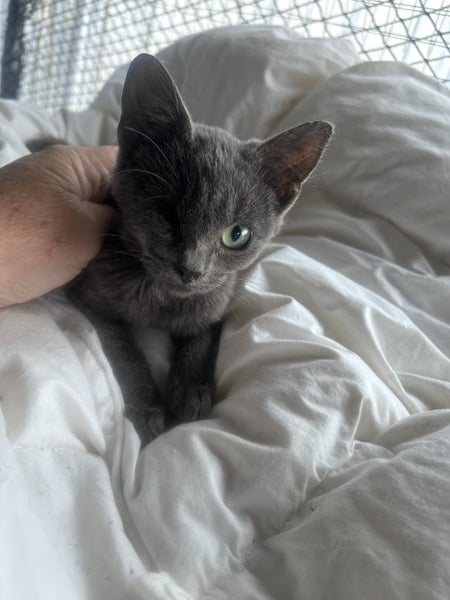 Nala Grey Female Desexed Kitten Carousel 1