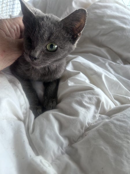 Nala Grey Female Desexed Kitten Carousel 2