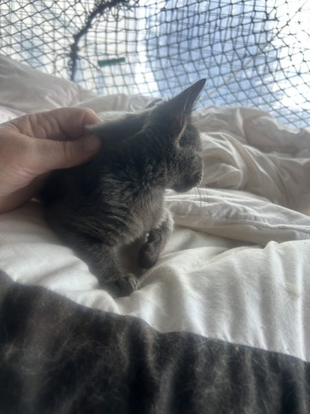 Nala Grey Female Desexed Kitten Carousel 9