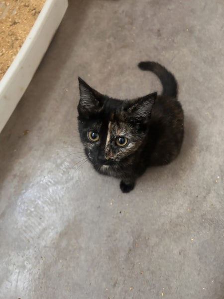Hazel Dark Torti Female Desex Kitten Carousel 2