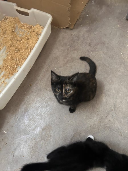 Hazel Dark Torti Female Desex Kitten Carousel 3