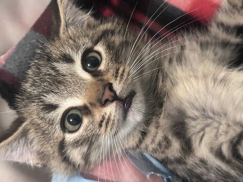 Daisy Tabby Female desexed Kitten Carousel 2