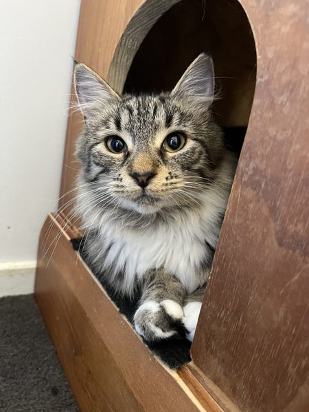 CAT RESCUE CHCH - Ready to Adopt - 6716 Nugget Carousel 1