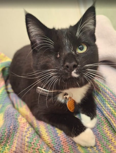 CAT RESCUE CHCH - Ready to Adopt - 7025 Oscar Carousel 1