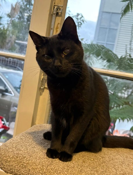 rescue teen cat Madi (fostered in Avondale) Carousel 1