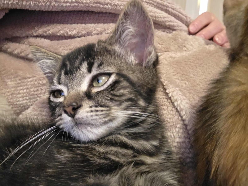 rescue kitten Chevy (fostered in Glendene) Carousel 2