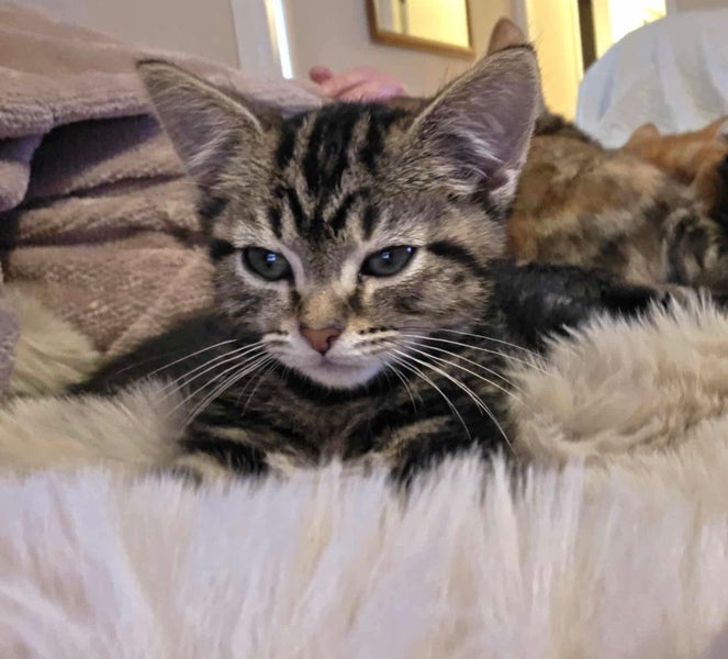 rescue kitten Chevy (fostered in Glendene) Carousel 1