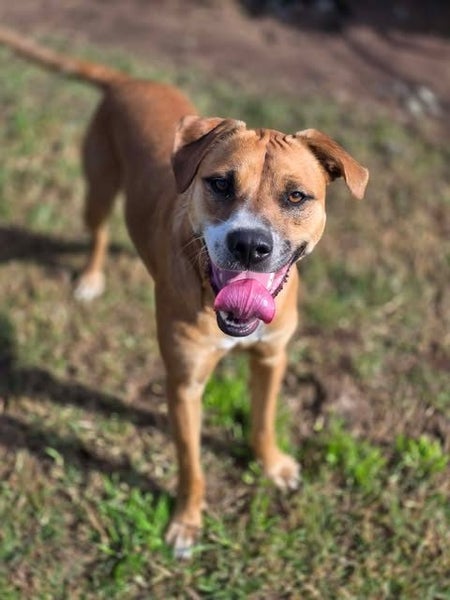 Rescue dog Jaxon Carousel 1