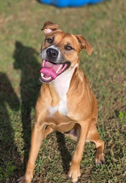 Rescue dog Jaxon Carousel 2
