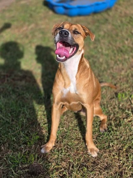 Rescue dog Jaxon Carousel 3