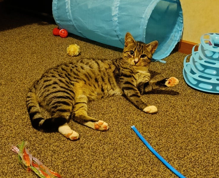 CAT RESCUE CHCH - Ready to Adopt - 7055 Sophie Carousel 1