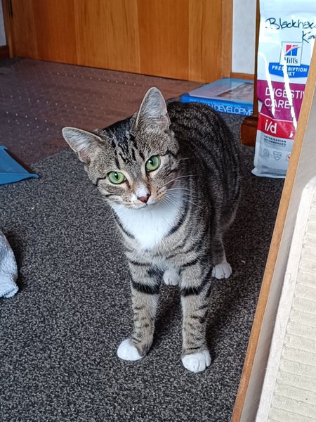 CAT RESCUE CHCH - Ready to Adopt - 7055 Sophie Carousel 2
