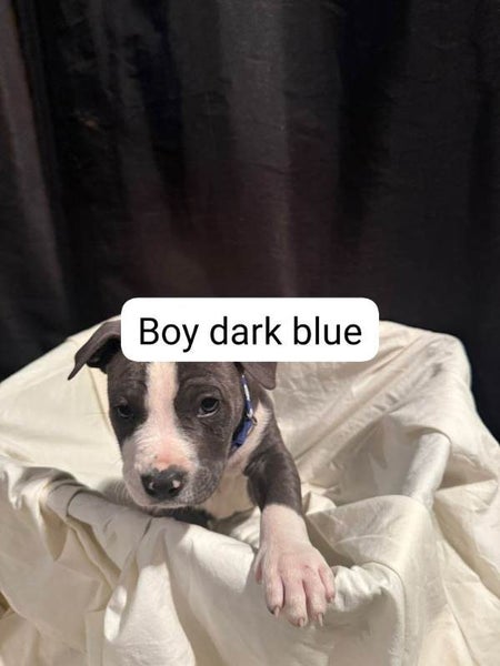 American Amstarff puppies Carousel 9