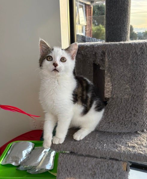 rescue kitten Bruno (fostered in Cockle Bay) Carousel 1