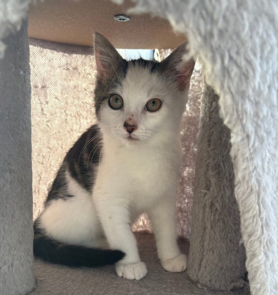 rescue kitten Bruno (fostered in Cockle Bay) Carousel 2
