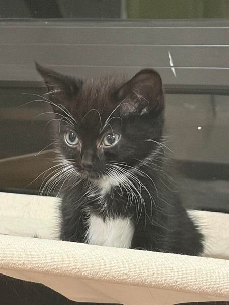 rescue kitten Zizi (fostered in Totara Vale) Carousel 1