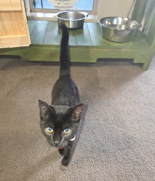 CAT RESCUE CHCH - Ready to Adopt - 7139 Mavis Carousel 2