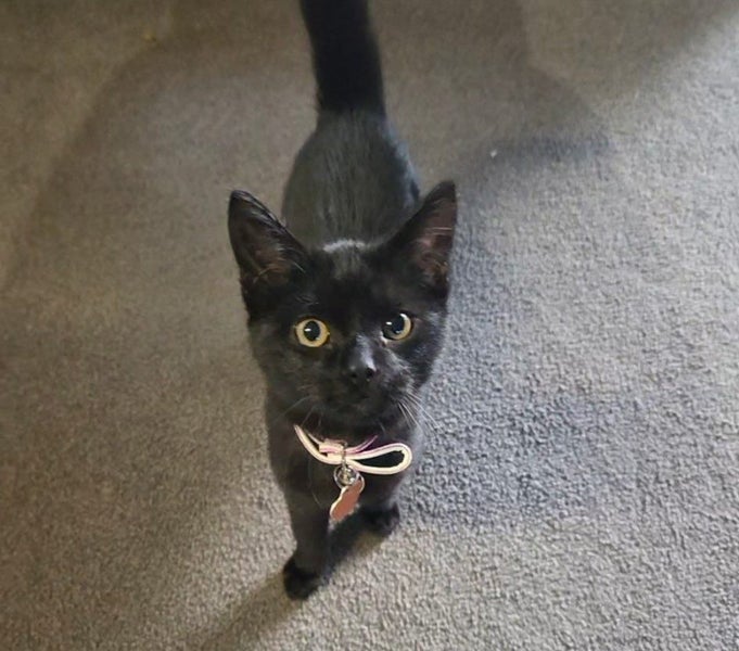 CAT RESCUE CHCH - Ready to Adopt - 7139 Mavis Carousel 1