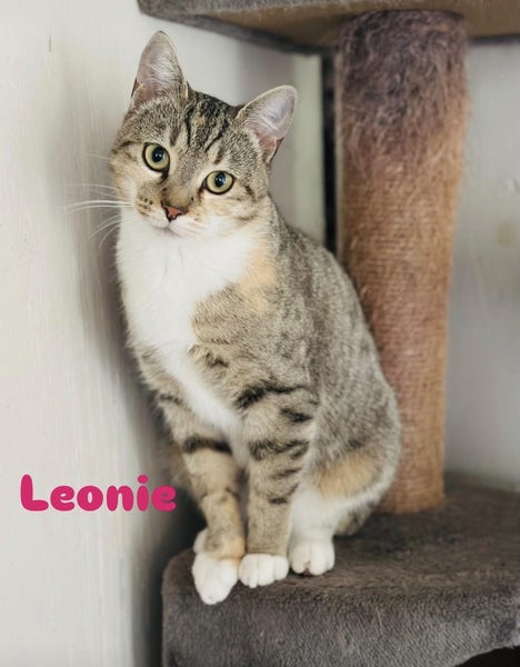 Leonie: Beauty, Brains & a Curious Heart Carousel 1