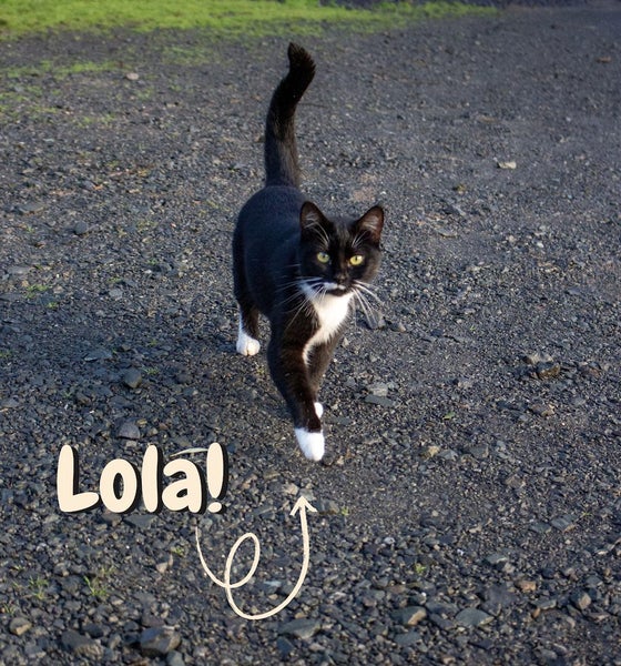 Lola: Loyal and Loving Carousel 1