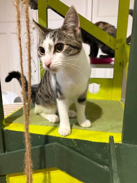 Rescue teen cat Epsilon Carousel 1