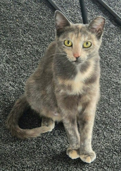 Rescue Cat Nellie Carousel 1