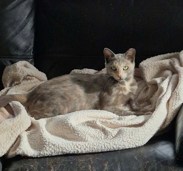 Rescue Cat Nellie Carousel 2