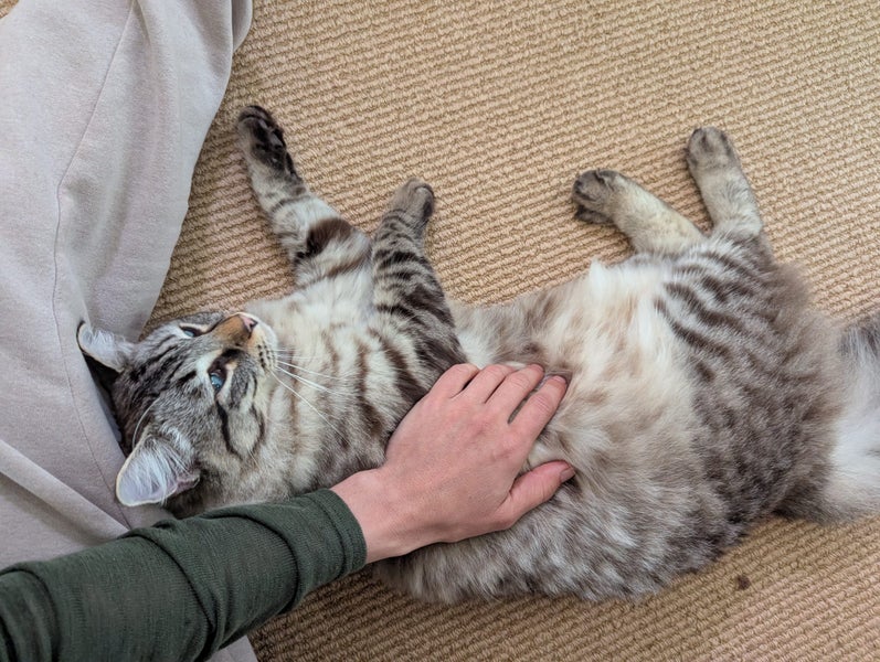 Burmese X Ragdoll 1.5 years Carousel 2