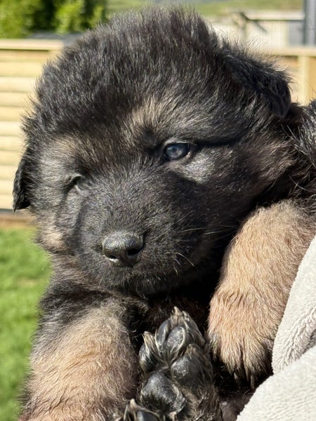 German shepherd stud Carousel 7