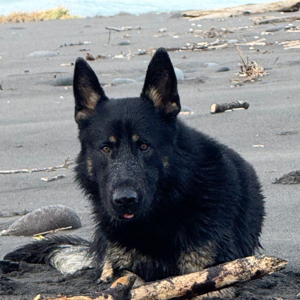 German shepherd stud Carousel 1