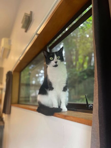 Family Cat Carousel 1