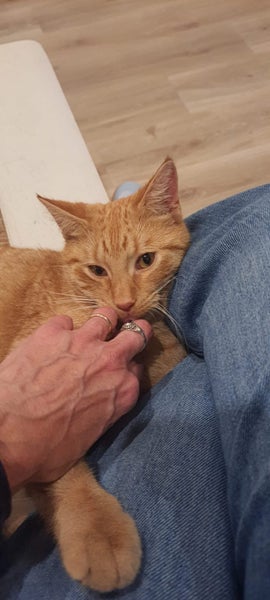 Ninja Ginger Boy desexed 6 months old Carousel 1