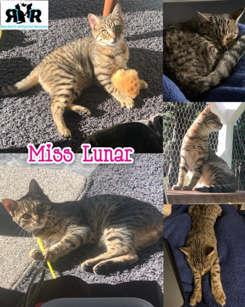 Miss Lunar - Rachel's KittyCat Rescue Carousel 1