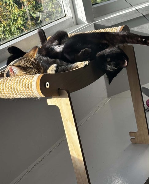 Felicity - 4 mth female - Cat Care Rangiora Carousel 1