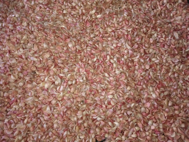 Treated NZ grown Garlic seed. Carousel 1