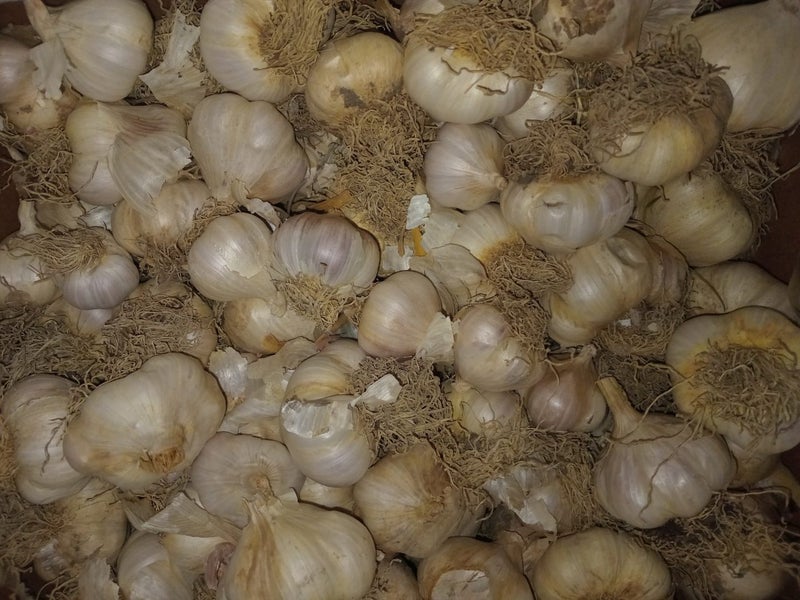 Treated NZ grown Garlic seed. Carousel 2