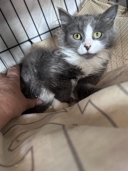 Kosmo Grey and white Fluffy Desexed Male Kitten Carousel 1