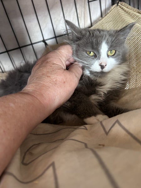 Kosmo Grey and white Fluffy Desexed Male Kitten Carousel 2