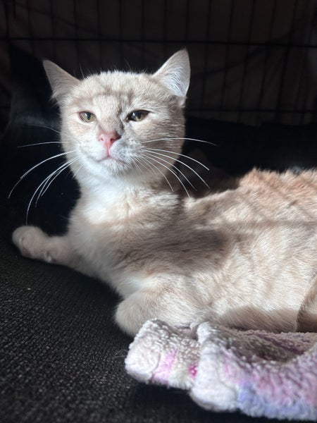 Guss Cameo Desexed Male Kitten Carousel 2