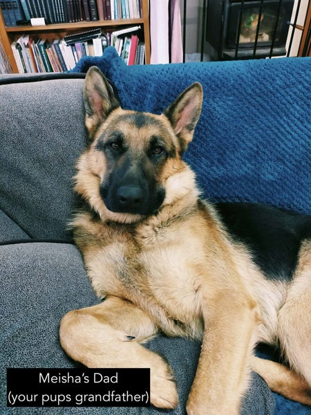 Purebred German Shepherd puppies - 5 B, 2 G Carousel 18