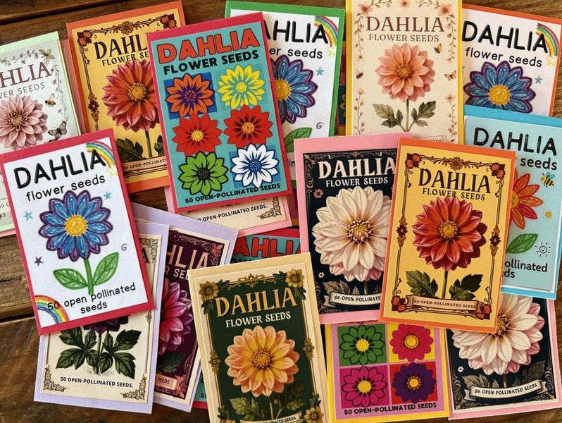 DAHLIA SEEDS x 50 Carousel 1