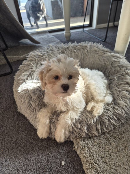 Gorgeous Lowchen puppy