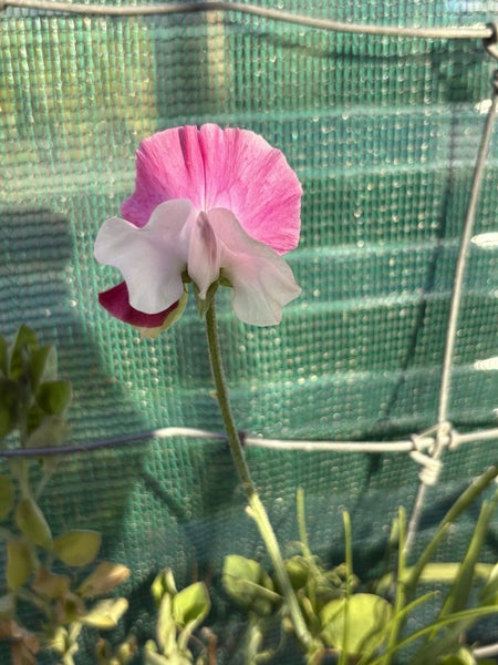 SWEET PEA SEEDS (Lathyrus odoratus) x 25 Carousel 2