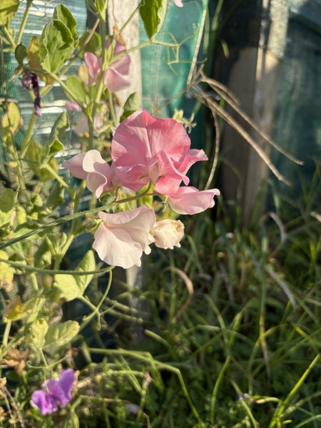SWEET PEA SEEDS (Lathyrus odoratus) x 25 Carousel 3
