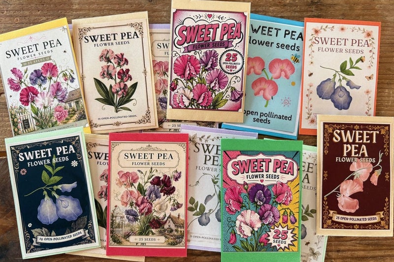 SWEET PEA SEEDS (Lathyrus odoratus) x 25 Carousel 1